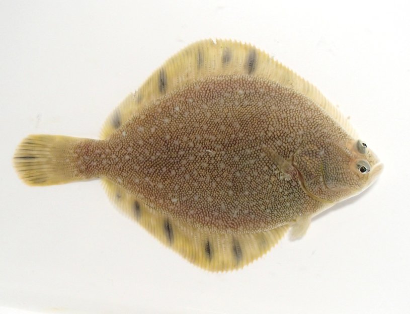  p>条斑星鲽(学名: i>verasper moseri /i>)是鲽科,星鲽属鱼类.