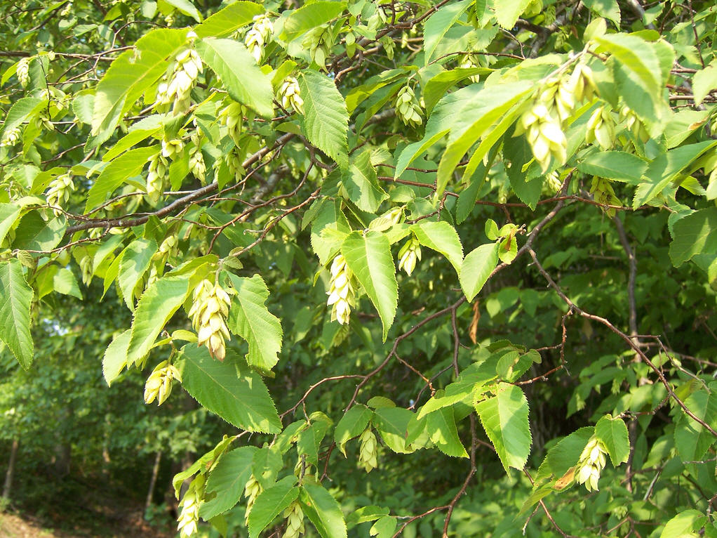  p>鹅耳枥(学名: i>carpinus turczaninowii /i> hance)是桦木科,鹅耳