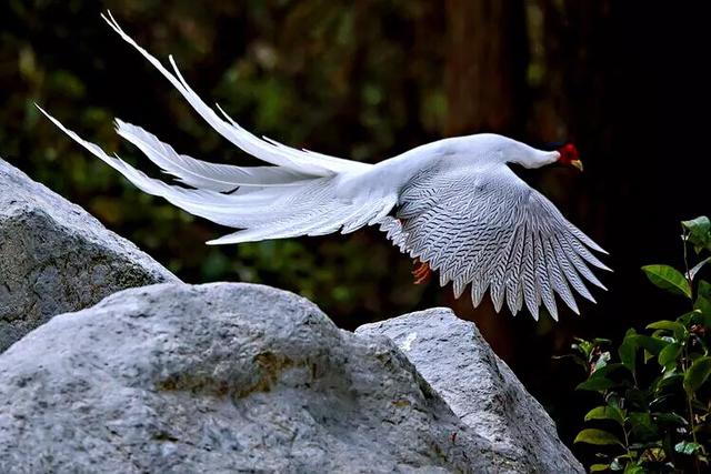  p>白鹇老挝亚种是白鹇的亚种之一.大型鸡类.