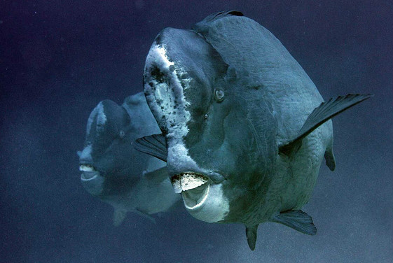 green humphead parrotfish