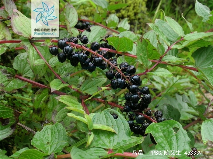  p>马桑(学名: i>coriaria nepalensis  /i>wall.
