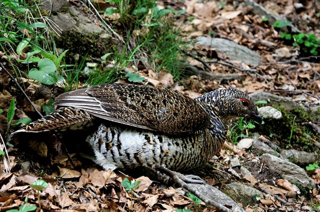  p>松鸡(学名: i>tetrao urogallus /i>):是 a target="_blank" href=