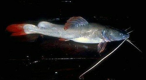  p>丝尾鲤,又称白须公鱼,马来西亚称baung.