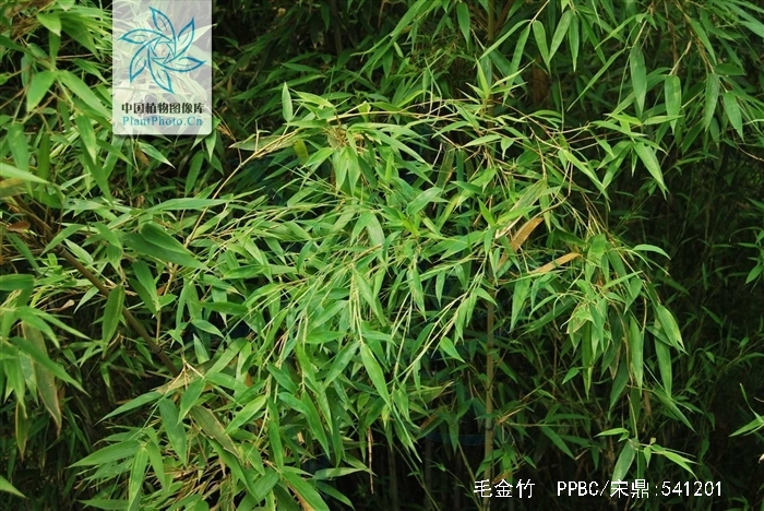  p> a href="#" data-lemmaid="2592874"> /a>毛金竹(学名: i>