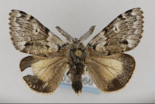  p>北极灯蛾, i>gynaephora rossii /i> (curtis, 1835),灯蛾科灯蛾属