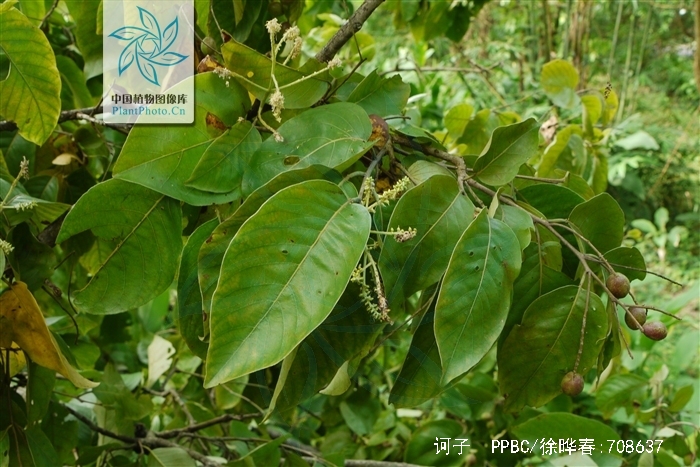 为使君子科植物诃子 i>terminalia chebula /i> retz.