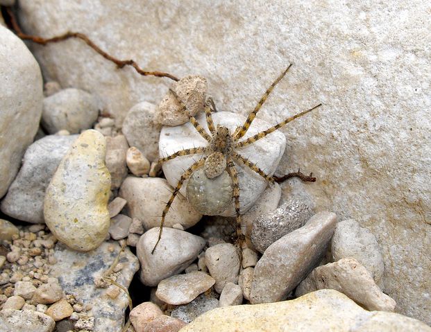  p>细腿豹蛛(学名:pardosa sp.