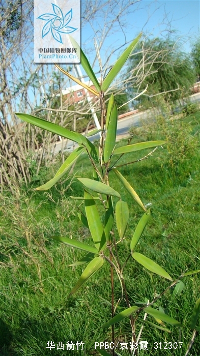 是禾本科箭竹属植物,产甘肃南部和四川西部.