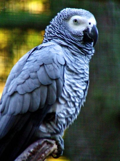  p>非洲灰鹦鹉(学名: i>psittacus erithacus /i>)属于大型鹦鹉,是