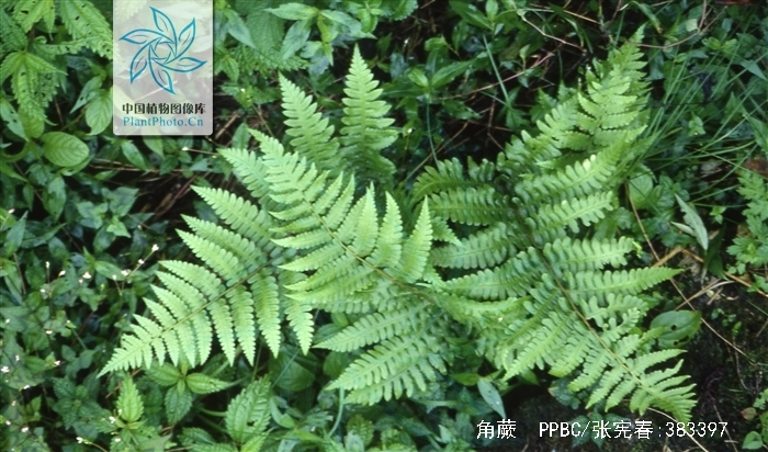  p>角蕨(学名: i>cornopteris decurrenti-alata /i>&nbsp;(hook.