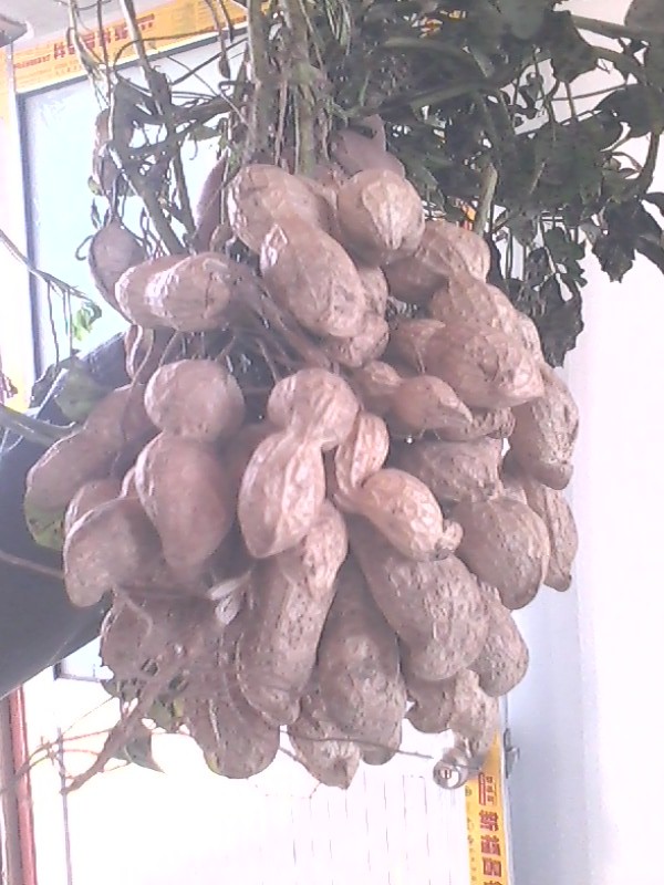  p>兴花一号,是花生品种,审定编号为晋审花(认)2008001. /p>