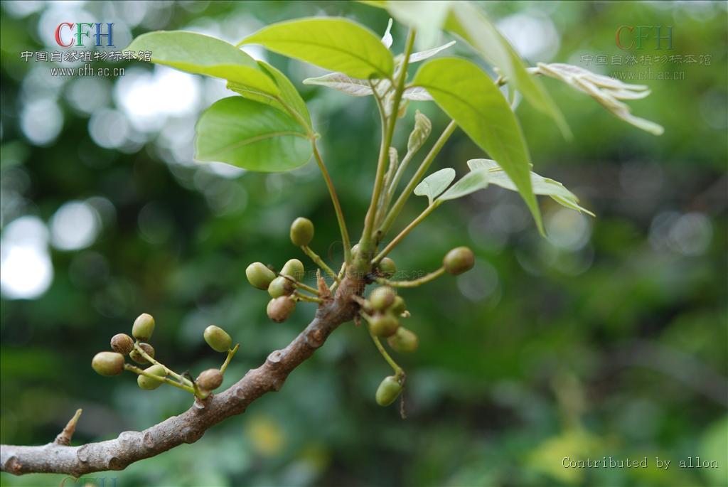  p>厚皮树属( a href="#" data-lemmaid="8074290">学名 /a>:lannea a