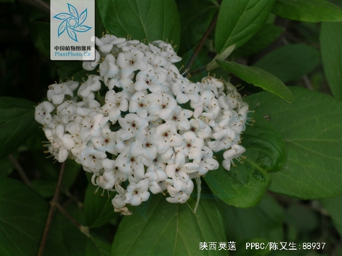  p>陕西荚蒾(学名: i>viburnum schensianum  /i>maxim.