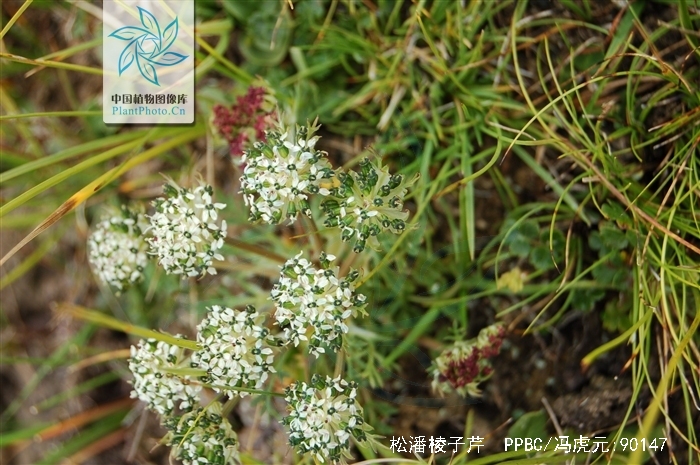 pleurospermum franchetianum hemsl.