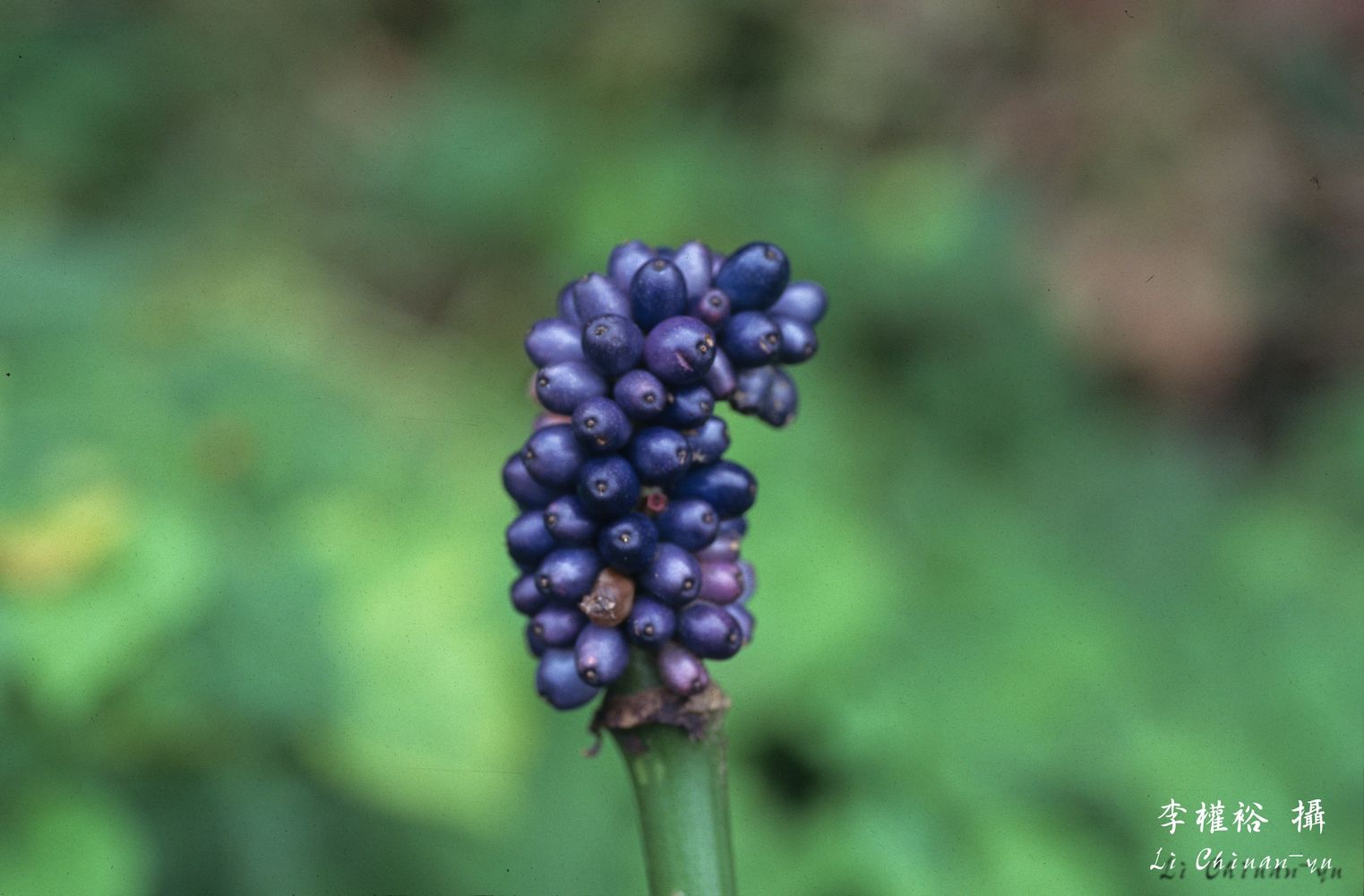  p>台湾魔芋(拉丁学名: i>amorphophallus henryi /i> n. e.