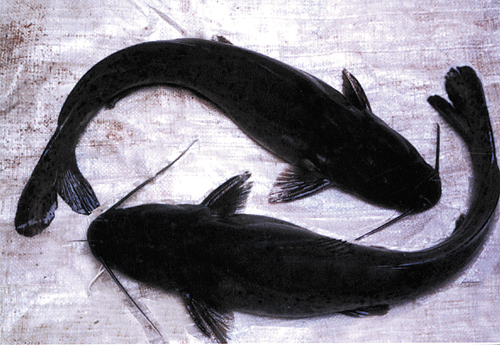  p>芝麻剑,学名斑鱯,极其珍贵的 a target="_blank" href="/item/淡水