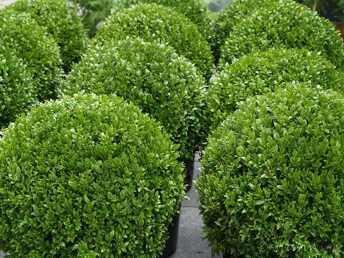  p>雀舌黄杨(学名: i>buxus bodinieri /i>  levl.