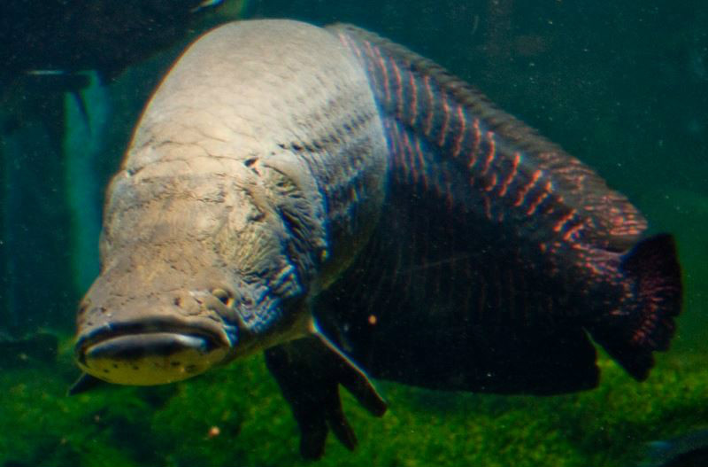  p>巨骨舌鱼(学名: i>arapaima gigas /i>):是辐鳍鱼纲,骨舌鱼目,巨骨