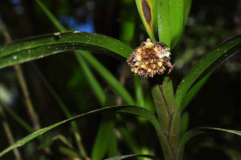 agrostophyllum inocephalum (schauer) ames