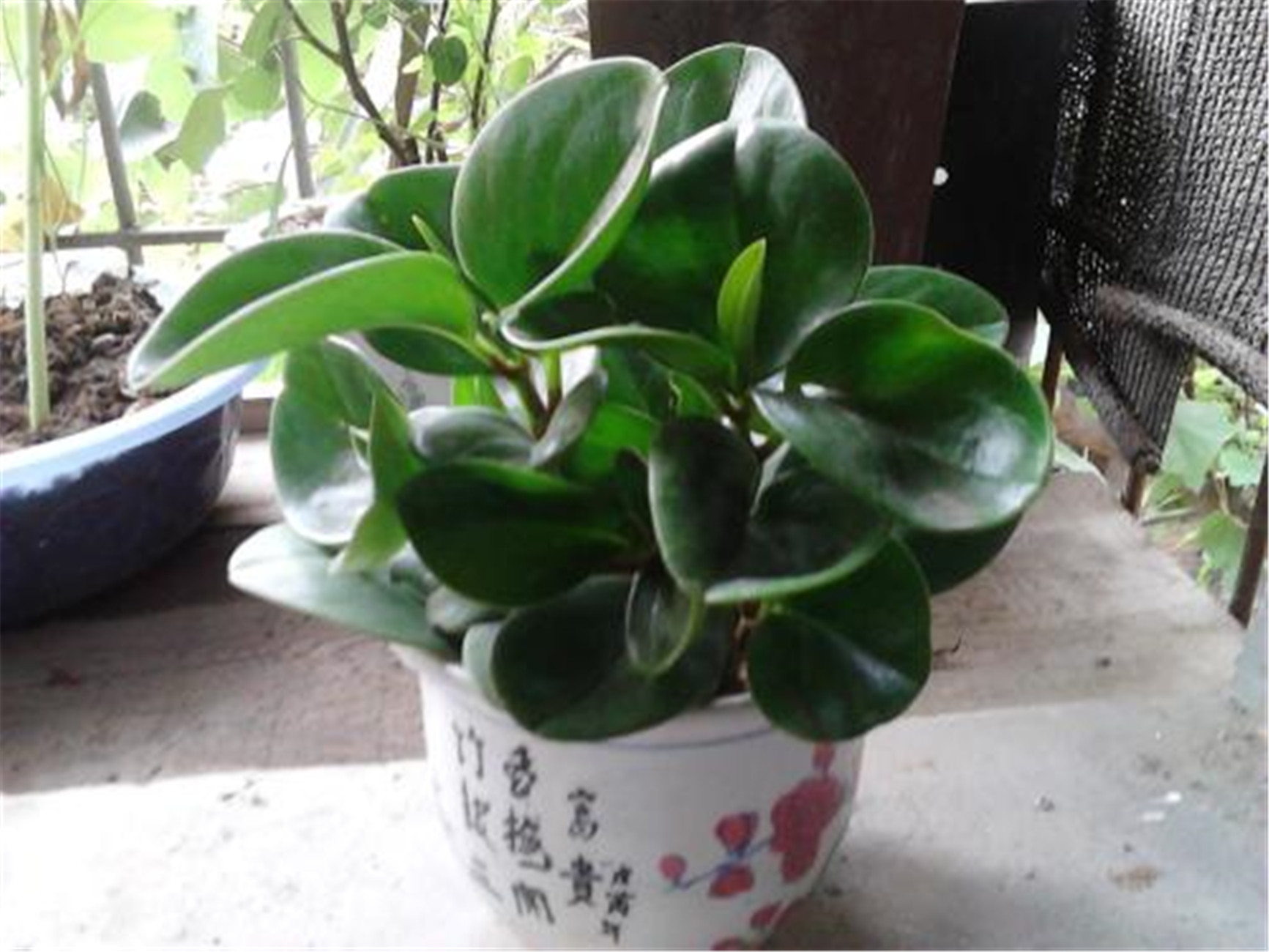 碧玉花有毒吗(碧玉花有毒吗?