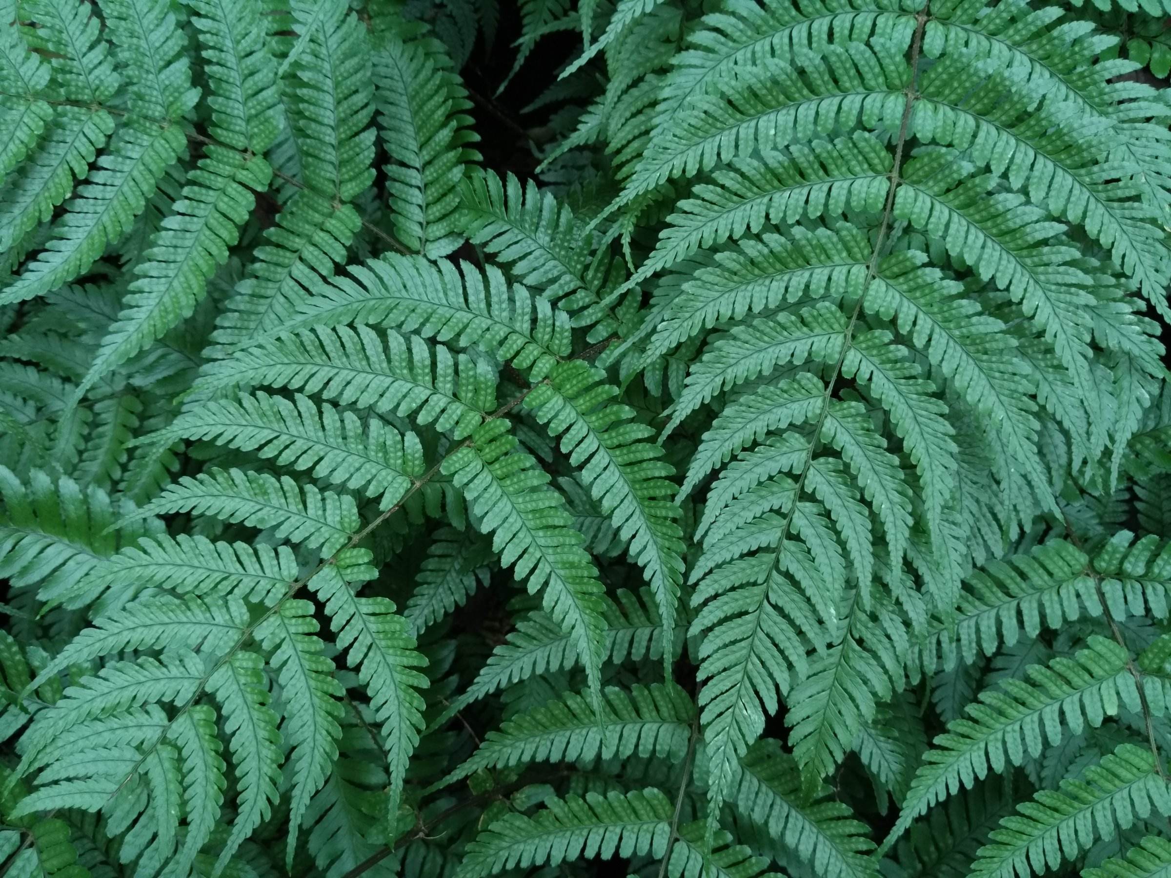  p>蕨叶,顾名思义,指的是蕨类植物的叶片. /p>