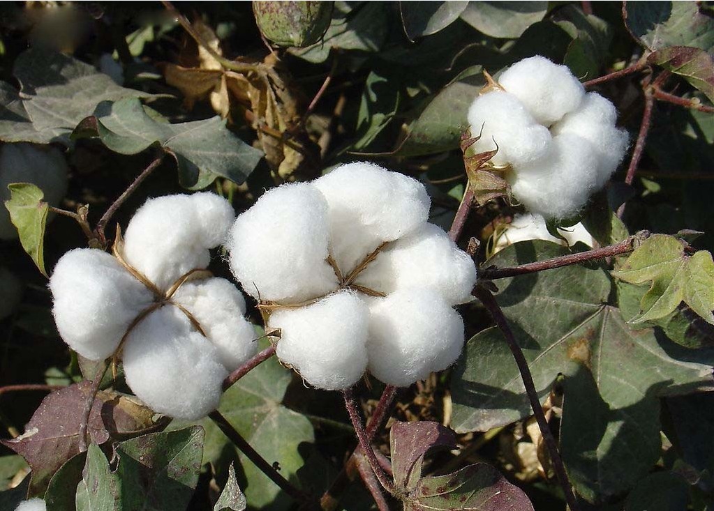 常异花授粉植物