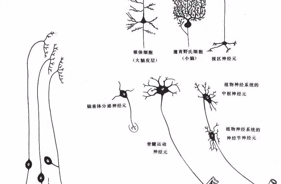 运动神经元