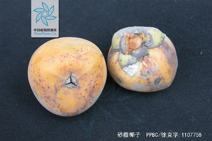  p>砂糖椰子(学名: i> /i> i>arenga pinnata /i> (wurmb.) merr.