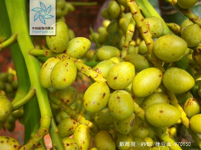  p>散尾葵(学名: i>chrysalidocarpus lutescens /i> h. wendl.