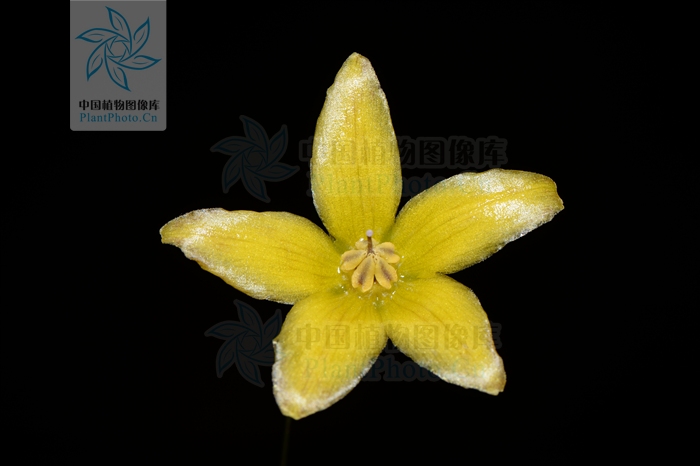  p>川香草(学名:lysimachia wilsonii hemsl.