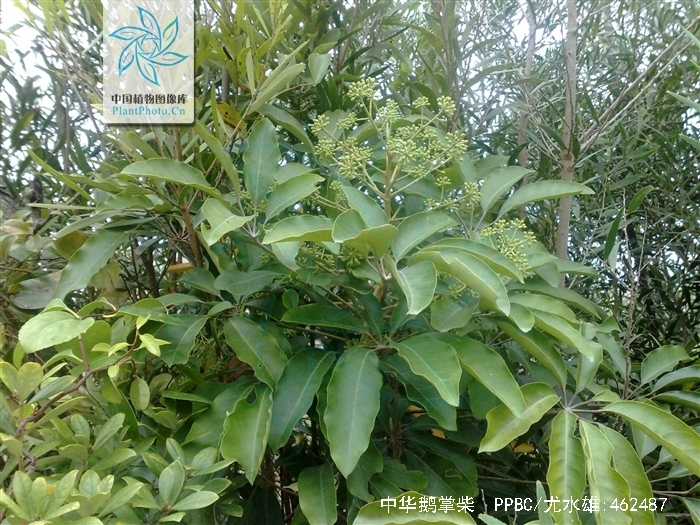  p>中华鹅掌柴(拉丁学名:schefflera chinensis (dunn) li),为 a>伞形