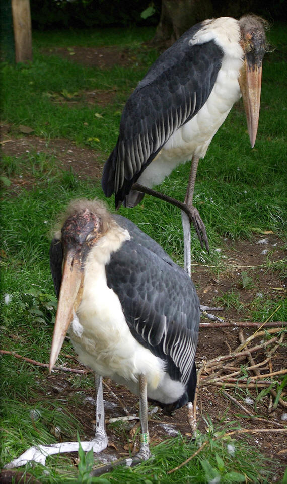 leptoptilos crumeniferus