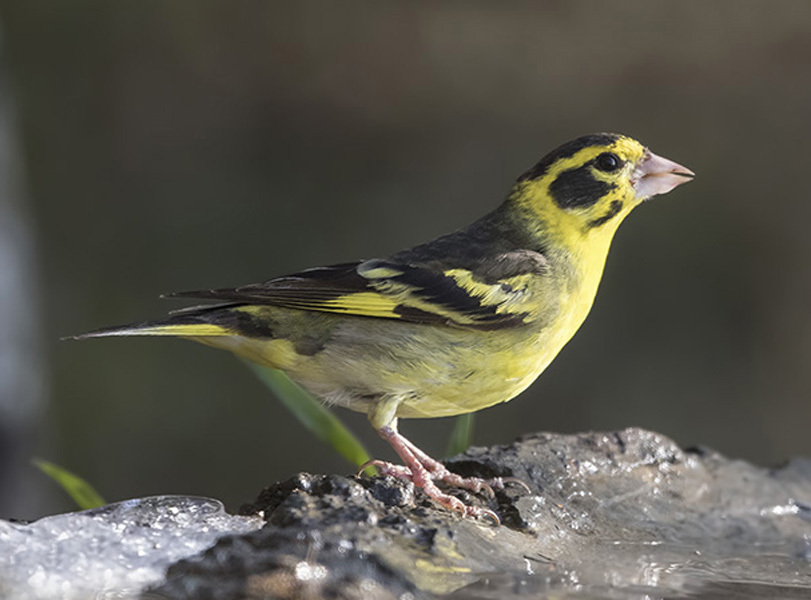  p>高山金翅雀(学名: i>carduelis spinoides /i>):为燕雀科金翅雀属