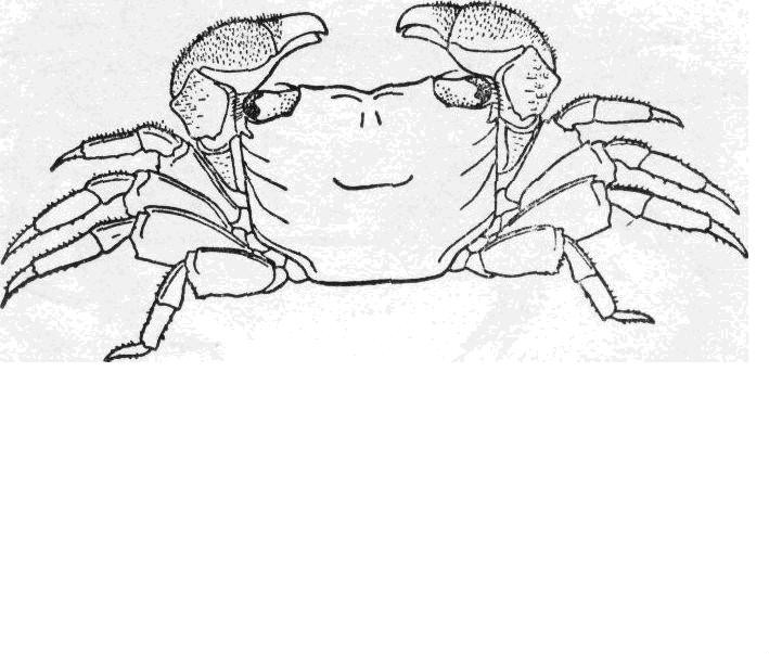  i>sesarma gordonae /i>),方蟹总科 a target="_blank" href="/item