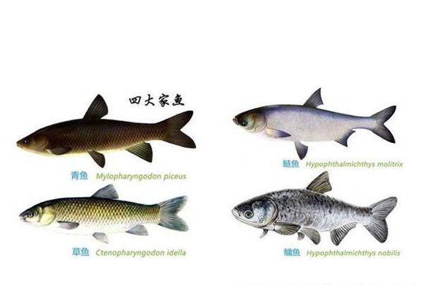 四大鱼