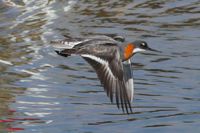  /a>, a href="#" data-lemmaid="16615978">瓣蹼鹬属 /a>的小型水禽