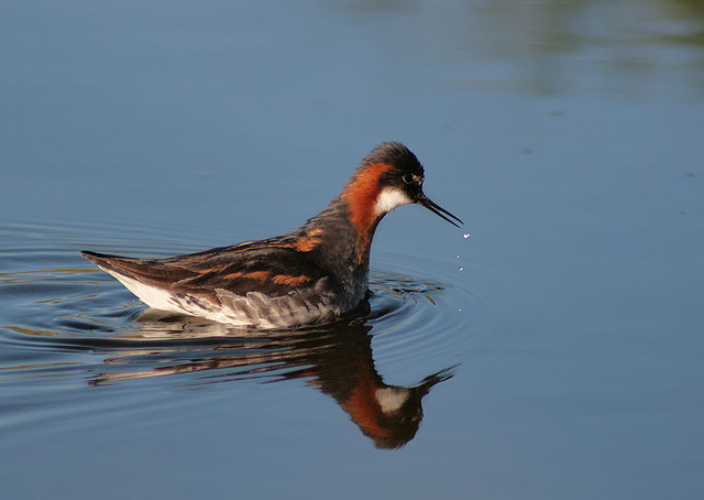  /a>, a href="#" data-lemmaid="16615978">瓣蹼鹬属 /a>的小型水禽