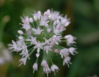  p data-id="gnblg4gks4">又称小根蒜,野蒜.百合科,葱属.多年生草本.