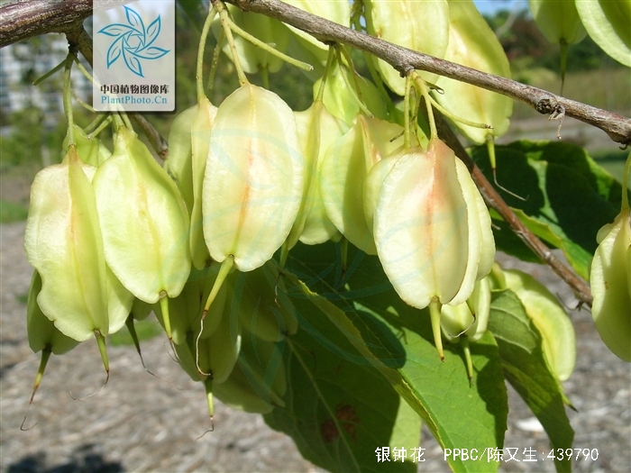 别名假杨桃,山杨桃,银钟树.