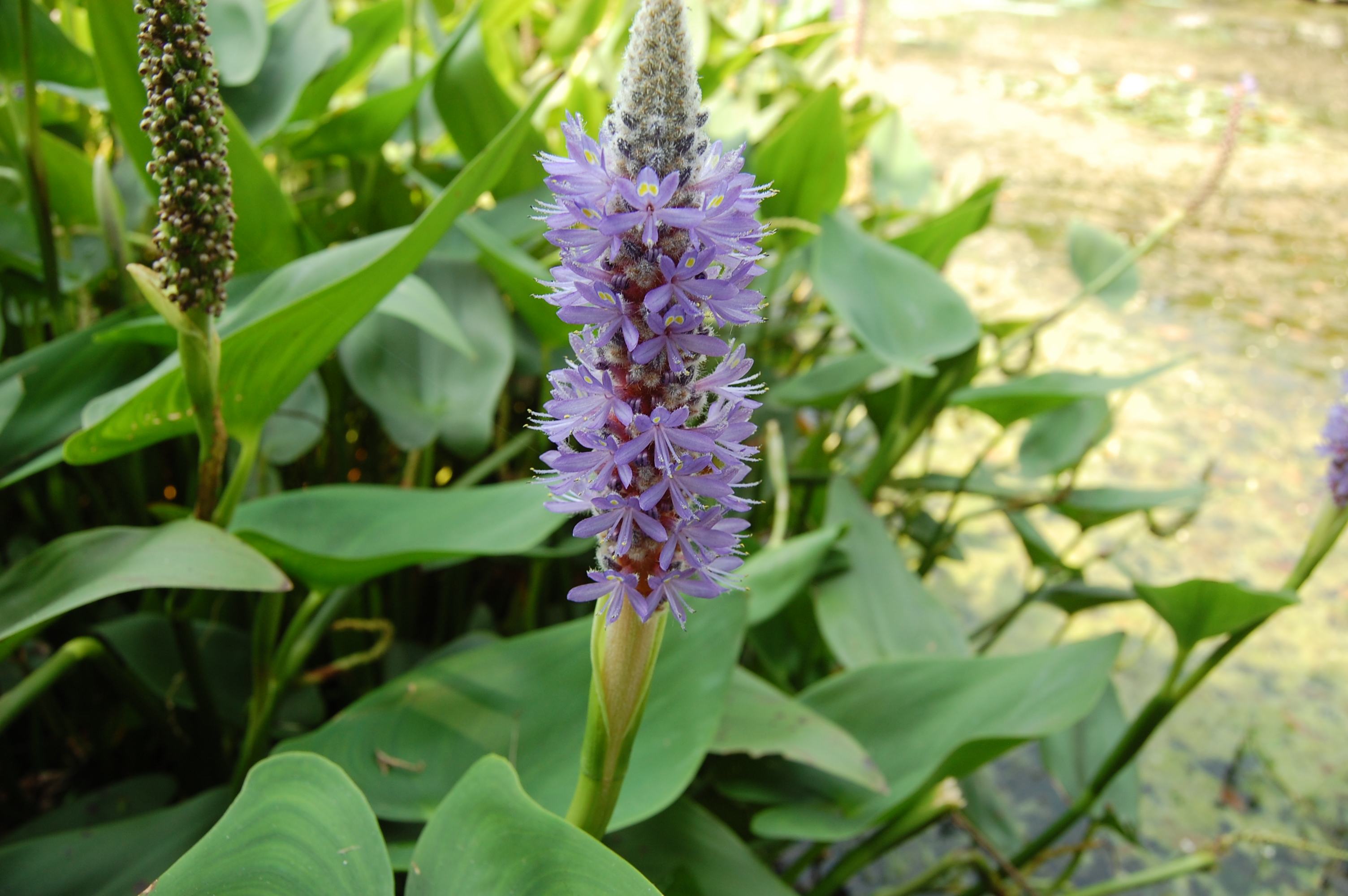  p>梭鱼草(学名: i>pontederia cordata /i> l.