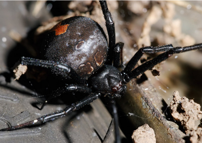  p>山形隙蛛是 a target="_blank" href="/item/暗蛛科/17505493"