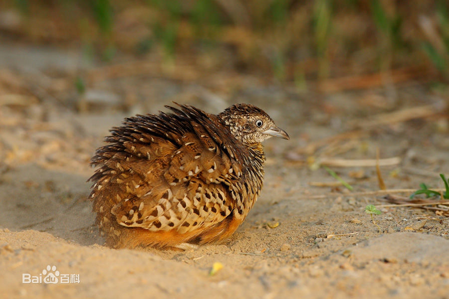  p>棕三趾鹑(学名: i>turnix suscitator /i>)是鹤形目三趾鹑科三趾鹑
