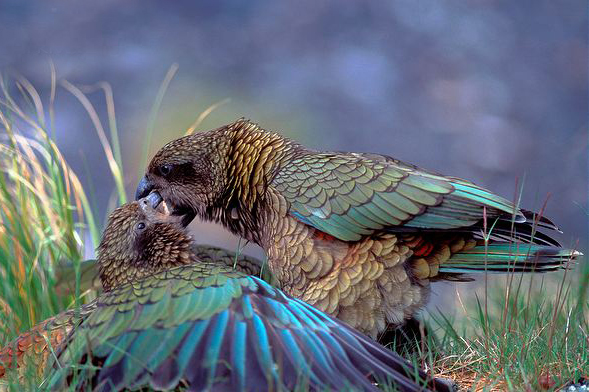  p>啄羊鹦鹉(学名: i>nestor notabilis /i>)是新西兰南岛上的一种