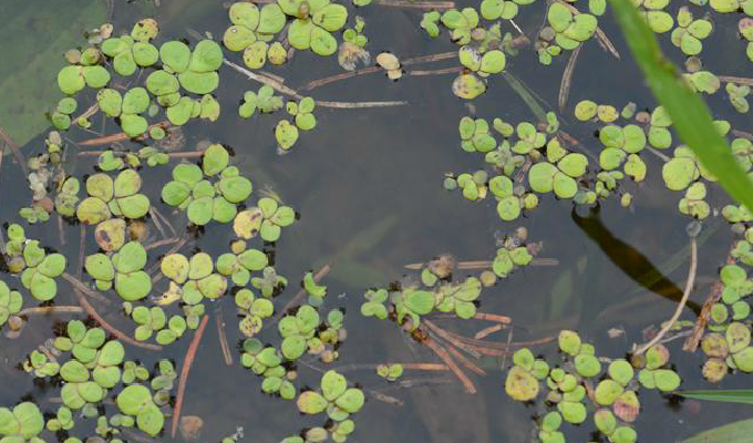 是 a href="#" data-lemmaid="5290330">浮萍科 /a> a href="#" data