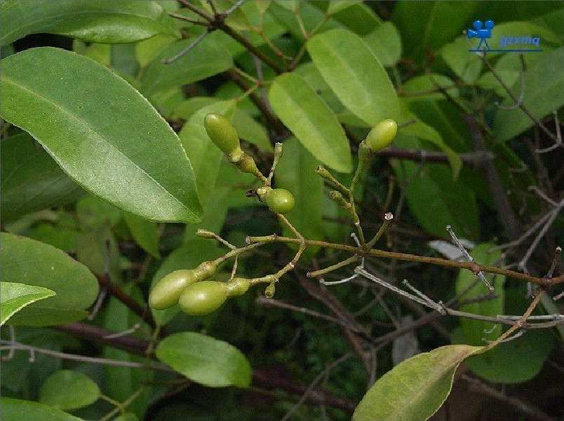  p>清香藤(拉丁文jasminum lanceolarium roxb),是木犀科, a href="#"