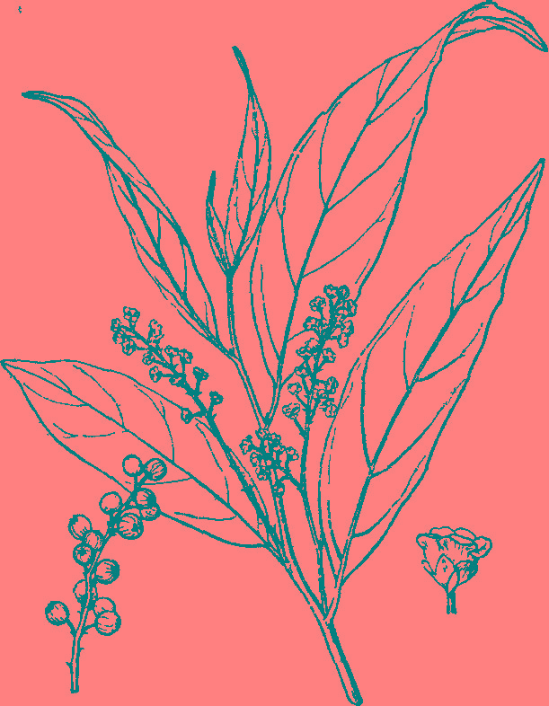 maesa hupehensis rehder