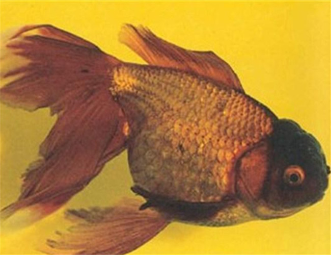 棕色高头翻鳃金鱼