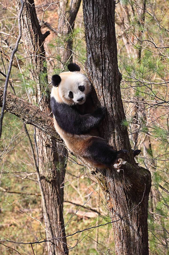 宁陕大熊猫自然保护区