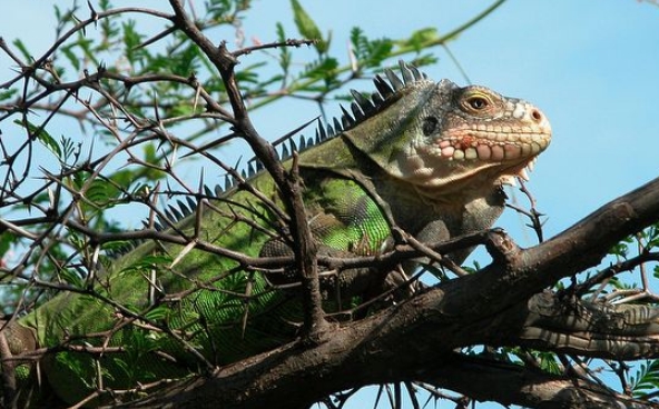 lesser antillean green iguana