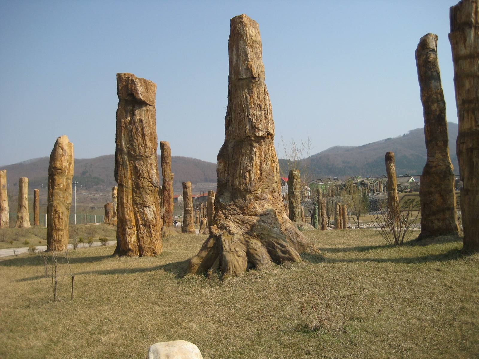  p>硅化木是真正的 a target="_blank" href="/item/木化石/7471220"